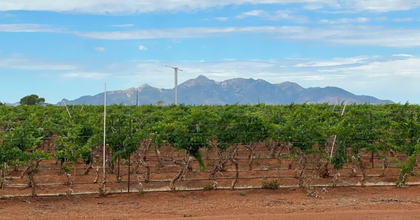 Industri anggur Arizona yang digerakkan oleh masyarakat adalah 'tebasan karate' bagi Napa Valley