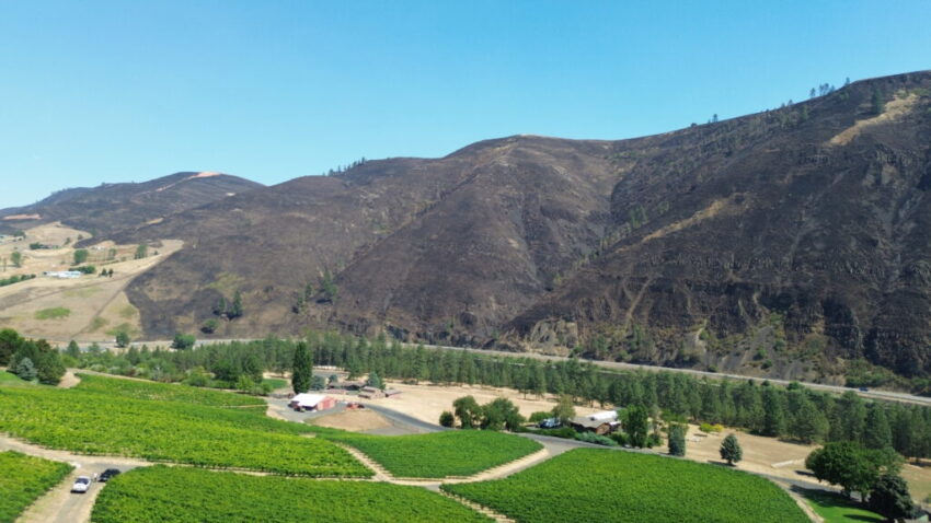 A wide shot reveals green sprawling rows of wine grapes beside a river near a blackened canyon cliff.