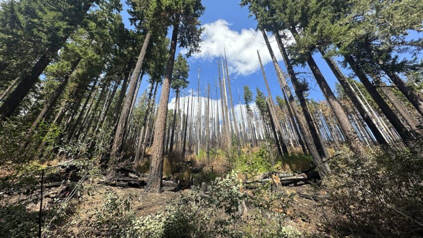 Kebakaran Whiskey Creek di dekat Cascade Locks telah terkendali 24% — Berita Columbia Community Connection Wilayah Mid-Columbia