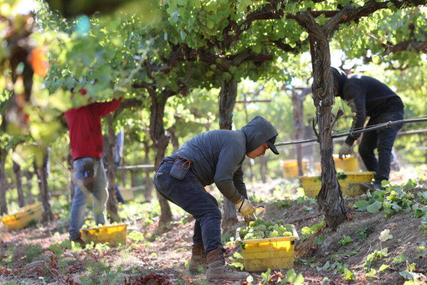 Panen dimulai dengan awal yang gemilang di Napa Valley