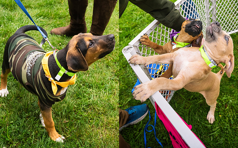 The Valley Reporter - Bir dan anak anjing, bersama lagi di SIPtemberfest