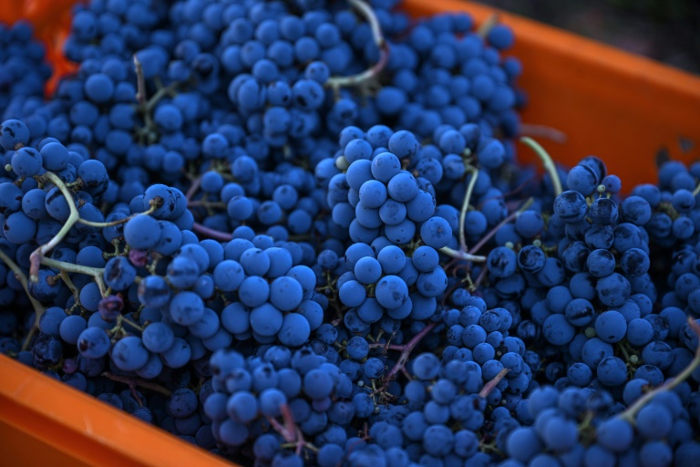 The Arcadia vineyards produce up to 150,000 bottles a year (Ozan KOSE)